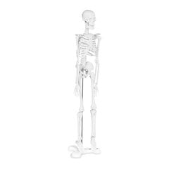 Anatominis žmogaus skeleto modelis 47 cm, 10095261 цена и информация | Развивающие игрушки | pigu.lt