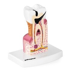 Anatominis žmogaus danties modelis 6:1 Physa, 10095321 kaina ir informacija | Lavinamieji žaislai | pigu.lt