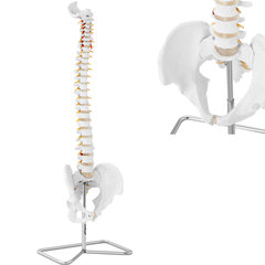 Anatominis žmogaus stuburo modelis Physa, 10095351 цена и информация | Развивающие игрушки | pigu.lt