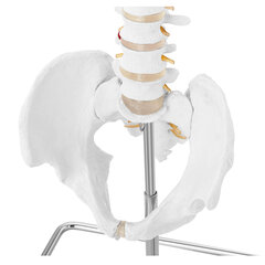 Anatominis žmogaus stuburo modelis Physa, 10095351 kaina ir informacija | Lavinamieji žaislai | pigu.lt