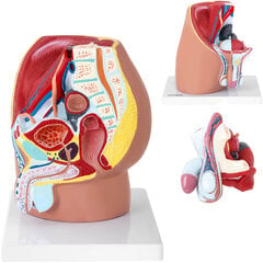 Anatominis 3D vyriško dubens modelis 1:1 Physa, 10107191 цена и информация | Развивающие игрушки | pigu.lt