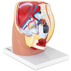 Anatominis 3D moters dubens modelis 1:1, 10107201 kaina ir informacija | Lavinamieji žaislai | pigu.lt