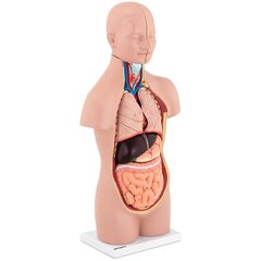 3D anatominis žmogaus liemens modelis Physa kaina ir informacija | Lavinamieji žaislai | pigu.lt