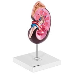 3D žmogaus inksto anatominis modelis 1,5:1, 10119021 kaina ir informacija | Lavinamieji žaislai | pigu.lt