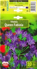 Brodėjos Queen Fabiola kaina ir informacija | Gėlių svogūnėliai | pigu.lt