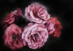 Fototapetas Gėlės kaina ir informacija | Fototapetai | pigu.lt