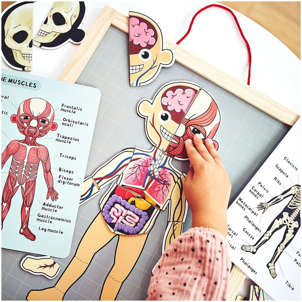 Magnetinė dėlionė Žmogaus kūnas Mamabrum цена и информация | Lavinamieji žaislai | pigu.lt
