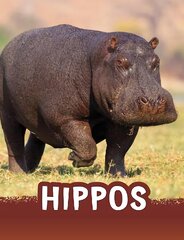 Hippos kaina ir informacija | Knygos paaugliams ir jaunimui | pigu.lt