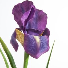 Dirbtinis augalas Irisas kaina ir informacija | Dirbtinės gėlės | pigu.lt