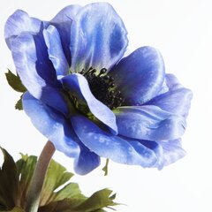 Dirbtinė gėlė Aguonos žiedas kaina ir informacija | Dirbtinės gėlės | pigu.lt