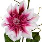 Dirbtinė gėlė Raganė kaina ir informacija | Dirbtinės gėlės | pigu.lt