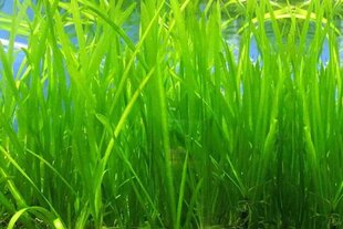 Gyvas akvariumo augalas Vallisneria spiralis, 3 augalai kaina ir informacija | Akvariumo augalai, dekoracijos | pigu.lt