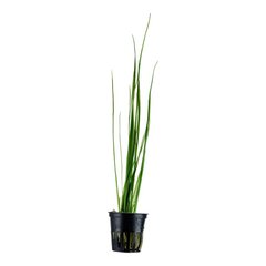 Живое аквариумное растение - Vallisneria nana (gracilis)  - 1 пучёк (3 растения) цена и информация | Аквариумные растения и декорации | pigu.lt