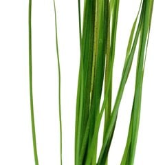 Живое аквариумное растение - Vallisneria nana (gracilis)  - 1 пучёк (3 растения) цена и информация | Аквариумные растения и декорации | pigu.lt