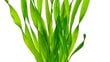 Gyvas akvariumo augalas Vallisneria torta, 3 augalai цена и информация | Akvariumo augalai, dekoracijos | pigu.lt