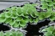 Gyvas plūduriuojantis akvariumo augalas Salvinia natans, 10 augalų цена и информация | Akvariumo augalai, dekoracijos | pigu.lt