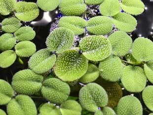 Живое плавающее аквариумное растение - Salvinia minima -  10 ед. цена и информация | Аквариумные растения и декорации | pigu.lt