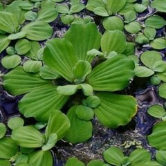 Gyvas plūduriuojantis akvariumo augalas Pistia stratiotes, 5 augalai kaina ir informacija | Akvariumo augalai, dekoracijos | pigu.lt