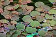 Gyvas plūduriuojantis akvariumo augalas Phyllanthus fluitans, 10 augalų kaina ir informacija | Akvariumo augalai, dekoracijos | pigu.lt