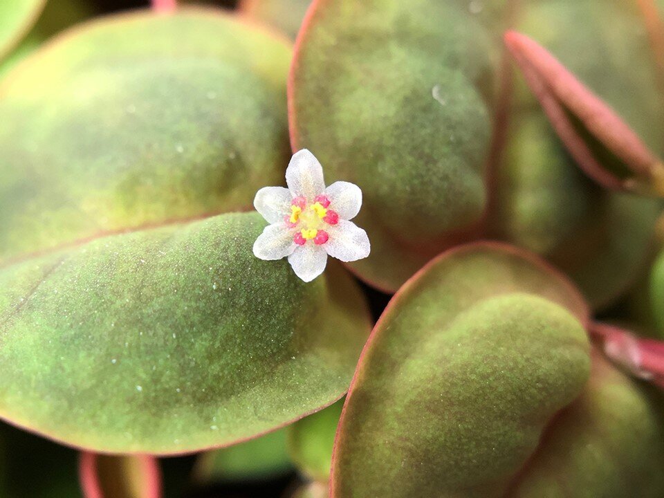 Gyvas plūduriuojantis akvariumo augalas Phyllanthus fluitans, 10 augalų kaina ir informacija | Akvariumo augalai, dekoracijos | pigu.lt