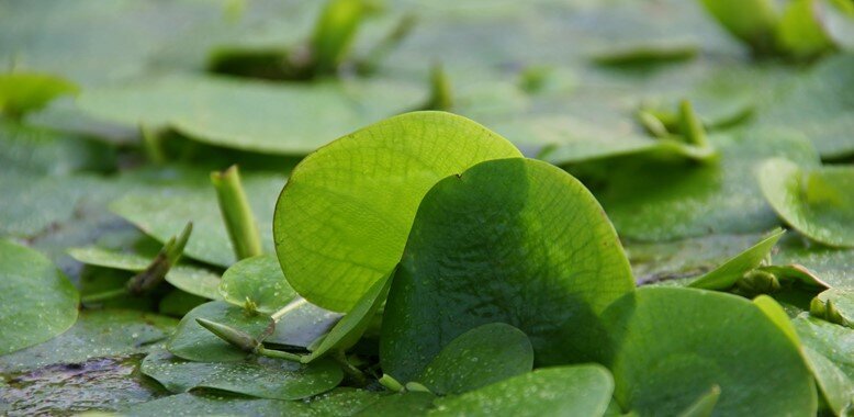 Gyvas plūduriuojantis akvariumo augalas Limnobium spongia, 5 augalai kaina ir informacija | Akvariumo augalai, dekoracijos | pigu.lt