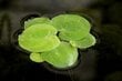Gyvas plūduriuojantis akvariumo augalas Limnobium spongia, 5 augalai kaina ir informacija | Akvariumo augalai, dekoracijos | pigu.lt