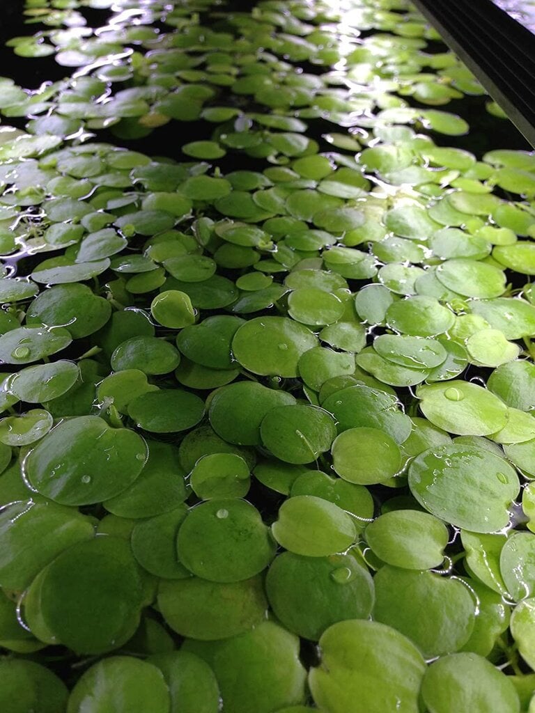 Gyvas plūduriuojantis akvariumo augalas Limnobium laevigatum, 5 augalai цена и информация | Akvariumo augalai, dekoracijos | pigu.lt