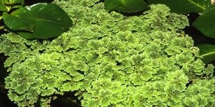 Живое плавающее аквариумное растение - Azolla caroliniana  - порция из 10 растений цена и информация | Аквариумные растения и декорации | pigu.lt