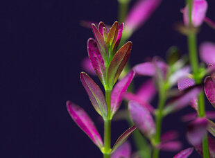 Gyvas akvariumo augalas Rotala ramosior Florida kaina ir informacija | Akvariumo augalai, dekoracijos | pigu.lt