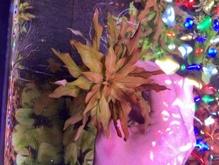 Живое аквариумное растение - Ludwigia polycarpa - Редкость -1 пучёк (6-7 веток) цена и информация | Аквариумные растения и декорации | pigu.lt