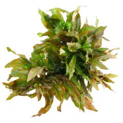 Живое аквариумное растение - Ludwigia polycarpa - Редкость -1 пучёк (6-7 веток) цена и информация | Аквариумные растения и декорации | pigu.lt