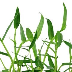 Живое аквариумное растение - Murdannia keisak  - 1 пучёк (6-7 веток) цена и информация | Аквариумные растения и декорации | pigu.lt