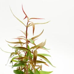 Живое аквариумное растение - Alternanthera reineckii "Mini"  - 1 пучёк (6-7 веток) цена и информация | Аквариумные растения и декорации | pigu.lt