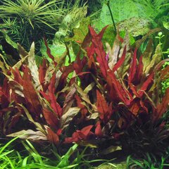 Gyvas akvariumo augalas Alternanthera reineckii Purple kaina ir informacija | Akvariumo augalai, dekoracijos | pigu.lt