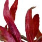 Gyvas akvariumo augalas Alternanthera reineckii Pink kaina ir informacija | Akvariumo augalai, dekoracijos | pigu.lt