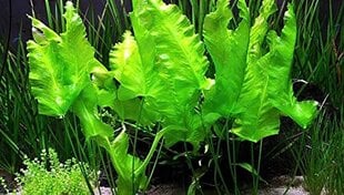 Gyvas akvariumo augalas Nuphar Japonica Spatterdock kaina ir informacija | Akvariumo augalai, dekoracijos | pigu.lt