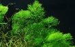 Gyvas akvariumo augalas Limnophila aquatica цена и информация | Akvariumo augalai, dekoracijos | pigu.lt