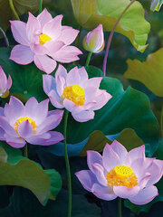 Deimantinė mozaika su rėmeliu TM Varvikas Water lilies LE151e 30x40 cm kaina ir informacija | Deimantinės mozaikos | pigu.lt