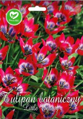 Tulpės Little Beauty kaina ir informacija | Gėlių svogūnėliai | pigu.lt