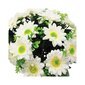 Dirbtinė gerberų puokštė iš 18 šakų, 33 cm kaina ir informacija | Dirbtinės gėlės | pigu.lt