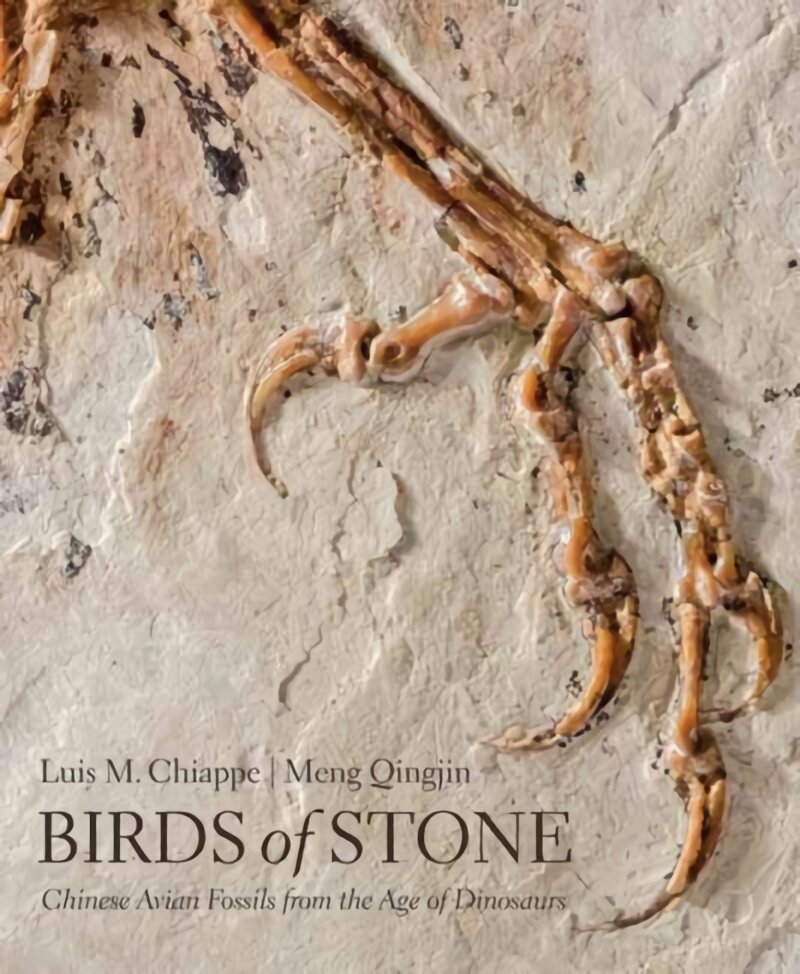 Birds of Stone: Chinese Avian Fossils from the Age of Dinosaurs kaina ir informacija | Knygos apie sveiką gyvenseną ir mitybą | pigu.lt