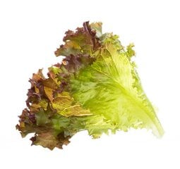 Salotų daiginimo rinkinys Tregren Lollo Rosso kaina ir informacija | Daržovių, uogų sėklos | pigu.lt