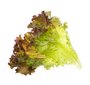 Salotų daiginimo rinkinys Tregren Lollo Rosso цена и информация | Daržovių, uogų sėklos | pigu.lt