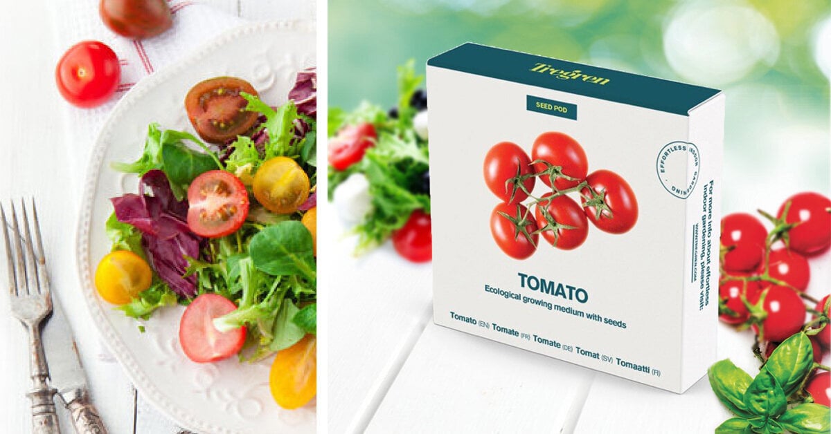 Pomidorų daiginimo rinkinys Tregren Cherry Tomato kaina ir informacija | Daržovių, uogų sėklos | pigu.lt