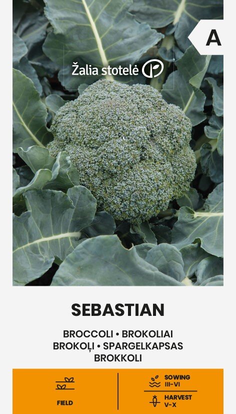 Brokoliai Sebastian kaina ir informacija | Daržovių, uogų sėklos | pigu.lt