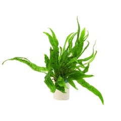 Живое аквариумное растение, папоротник таиландский «Зеленый гном» - Microsorum pteropus 'Green Gnome' цена и информация | Аквариумные растения и декорации | pigu.lt
