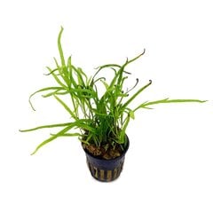Живое аквариумное растение, папоротник таиландский «Трезубец»  - Microsorum pteropus 'Trident' цена и информация | Аквариумные растения и декорации | pigu.lt