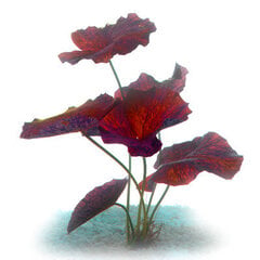 Нимфея Тигровая Красная - Nymphaea lotus - Red Tiger Lotus Lily цена и информация | Аквариумные растения и декорации | pigu.lt