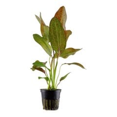 Живое аквариумное растение - Эхинодорус оцелот красный - Echinodorus 'Ozelot' цена и информация | Аквариумные растения и декорации | pigu.lt