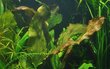 Gyvas akvariumo augalas Echinodorus Ocelot цена и информация | Akvariumo augalai, dekoracijos | pigu.lt